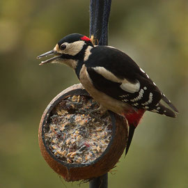 Buntspecht ♂