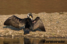 Ein Kormoran trocknet sein Gefieder