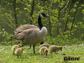 Kanadagans mit Gösseln