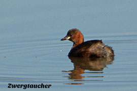 Zwergtaucher ♂