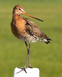 Uferschnepfe (Limosa limosa) 