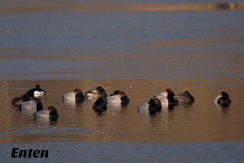 Enten