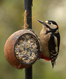 Buntspecht ♂