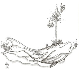 Whale