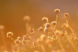 Bain de soleil
