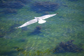 Libre