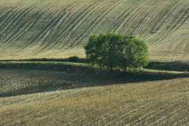 Au creux de la terre