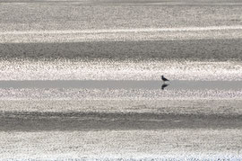Solitude argentée