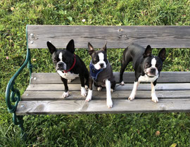 Bonbon, Yara und Louie