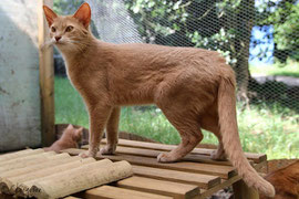 Haenerys de la Rivaleraie - Abyssine variante - Couleur Fawn