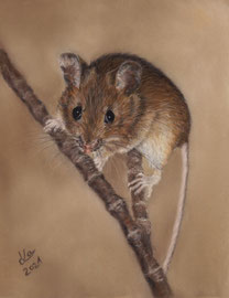 Mouse, pastel on pastelmat, 15 x 20 cm, reference photo Andrea Siemt