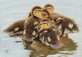 ducklings, pastel on pastelmat, 28 x 40 cm, reference photo "skeeze", pixabay; honourable mentions at PGE's "Get Dusty" , 04/2017; SOLD!