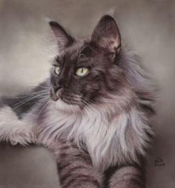 "Snorre", Maine Coon, pastel on pastelmat, 30 x 30 cm, commission