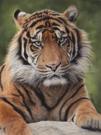Sumatran Tiger, pastell on pastelmat, 29 x 39 cm, reference photo Shirley Kroos @wildlifereferencephotos; SOLD - VERKAUFT