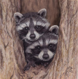 "Sarah + Jakob", Raccoons, pastel on pastelmat, 20 x 20 cm, reference photo Sarah Geiger; SOLD - VERKAUFT