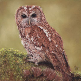 tawny owl, pastel on pastelmat, 28 x 28 cm, reference photo Paul Peters; SOLD - VERKAUFT