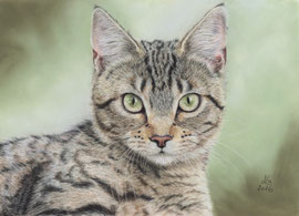 "Wilma", pastel on pastelmat, 28 x 20 cm,  commission, reference photo Phil Larsen