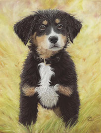 "Enni", Bernese Mountain Dog puppy, pastel on pastelmat, 30 x 40 cm, commission