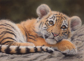 Amur Tiger cub, pastel on pastelmat, 39 x 29 cm, reference photo Tazi Brown; SOLD - VERKAUFT