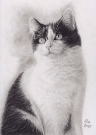 my "Lilly", charcoal on Daler Rowney drawing paper, 21 x 29 cm, own reference photo