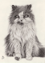 "Kasper", persian crossbreed, charcoal, 30 x 40 cm, commission