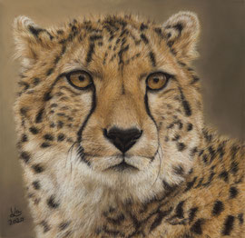 Cheetah, pastel on pastelmat, 29 x 29 cm, reference photo Angelo Rose, commission