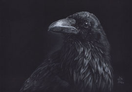 raven, white charcoal- and pastelpencils on Fabriano Black paper, 20 x 30 cm, reference photo Reb Kilde; SOLD