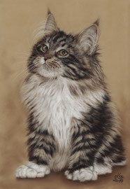 "Sylvester", Maine Coon, pastel on pastelmat, 21 x 30 cm,  commission