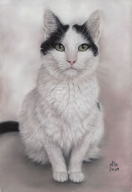 "Felina", pastel on pastelmat, 20 x 30 cm, commission