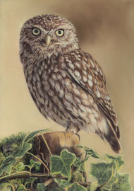 Little Owl, pastel on pastelmat, 20 x 30 cm, reference photo Gary Jones, wildlifereferencephotos