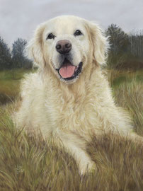 "Laika", Golden Retriever, pastel on pastelmat, 30 x 40 cm, commission