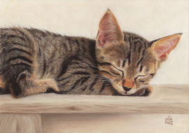 Tabby kitten, pastel on pastelmat, 28 x 20 cm, reference photo Bernfried Schnell; SOLD