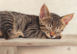 Tabby kitten, pastel on pastelmat, 28 x 20 cm, reference photo Bernfried Schnell; SOLD - VERKAUFT