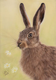  Hare, pastel on pastelmat, 20 x 29 cm, reference photo "Kev" (pixabay)