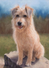 "Teddy", pastel on pastelmat, 29 x 39 cm, commission