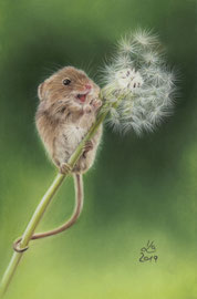 harvest mouse, pastel on pastelmat, 16 x 24 cm, reference photo Pam Donovan; SOLD