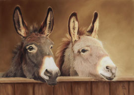 Donkeys, pastel on pastelmat, 28 x 40 cm, reference photo Melanie van de Sande, pixabay