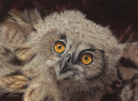 Baby eagle owl, pastel on pastelmat, 16 x 22 cm, reference photo courtesy of Tiergarten Nürnberg (zoo), commission