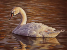 Swan, pastel on pastelmat, 30 x 40 cm, reference photo Michael Gaida (pixabay); SOLD - VERKAUFT