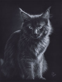 Maine Coon cat, white charcoal- and pastelpencils on Fabriano Black paper, 24 x 32 cm, reference photo Lenka Novotná; SOLD 