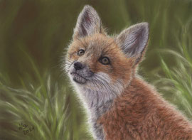 Young fox, pastel on pastelmat, 20 x 29 cm, reference photo Sarah Geiger