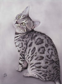 "Nice Hope of Speyerer Magic", silver Leopard cat, pastel on pastelmat, 29 x 39 cm, commission (Bengal-Zucht "Speyerer Magic", http://speyerermagic.npage.de/)