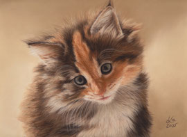 "Amy", norwegian forest cat, pastel on pastelmat, 21 x 29 cm, commission