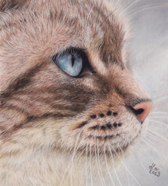 blue eye, pastel on pastelmat, 18 x 20 cm, reference photo JackieLou DL, pixabay; SOLD - VERKAUFT