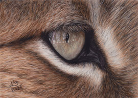 Lynx eye, pastel on pastelmat, 20 x 14 cm, reference photo cocoparisienne;  SOLD - VERKAUFT