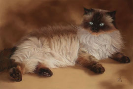 "Yoda", persian cat, pastel on pastelmat, 60 x 40 cm, commission