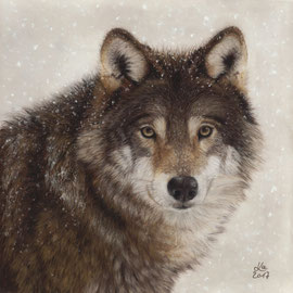 "winter wolf", pastel on pastelmat, 28 x 28 cm, reference photo Madeleine Lewander; SOLD