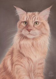"Cimba", Maine Coon, pastel on pastelmat, 20 x 29 cm, commission