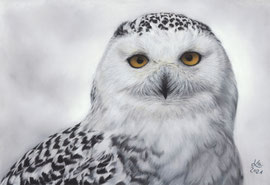 "Hedwig", snowy owl, pastel on pastelmat, 20 x 29 cm, reference photo Menno Koops, wildlifereferencephotos; SOLD