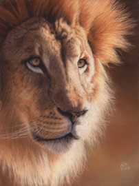 Löwenportrait, 30 x 40 cm, Fotovorlage Eric Kilby
